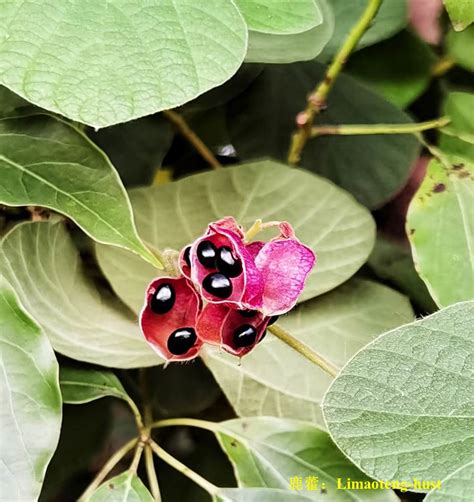 老鼠眼|鹿藿Rhynchosia volubilis Lour. 